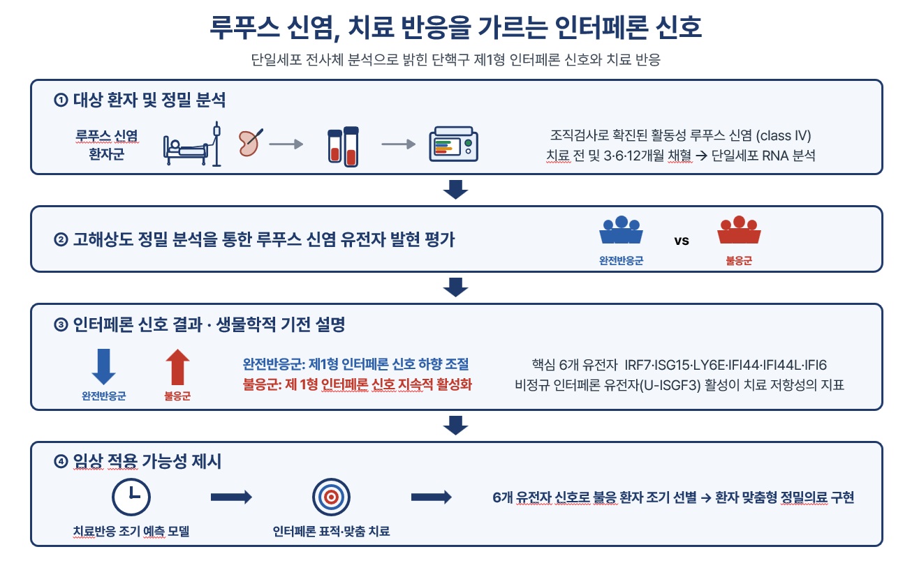 루푸스 신염, 치료 반응을 가르는 인터페론 신호